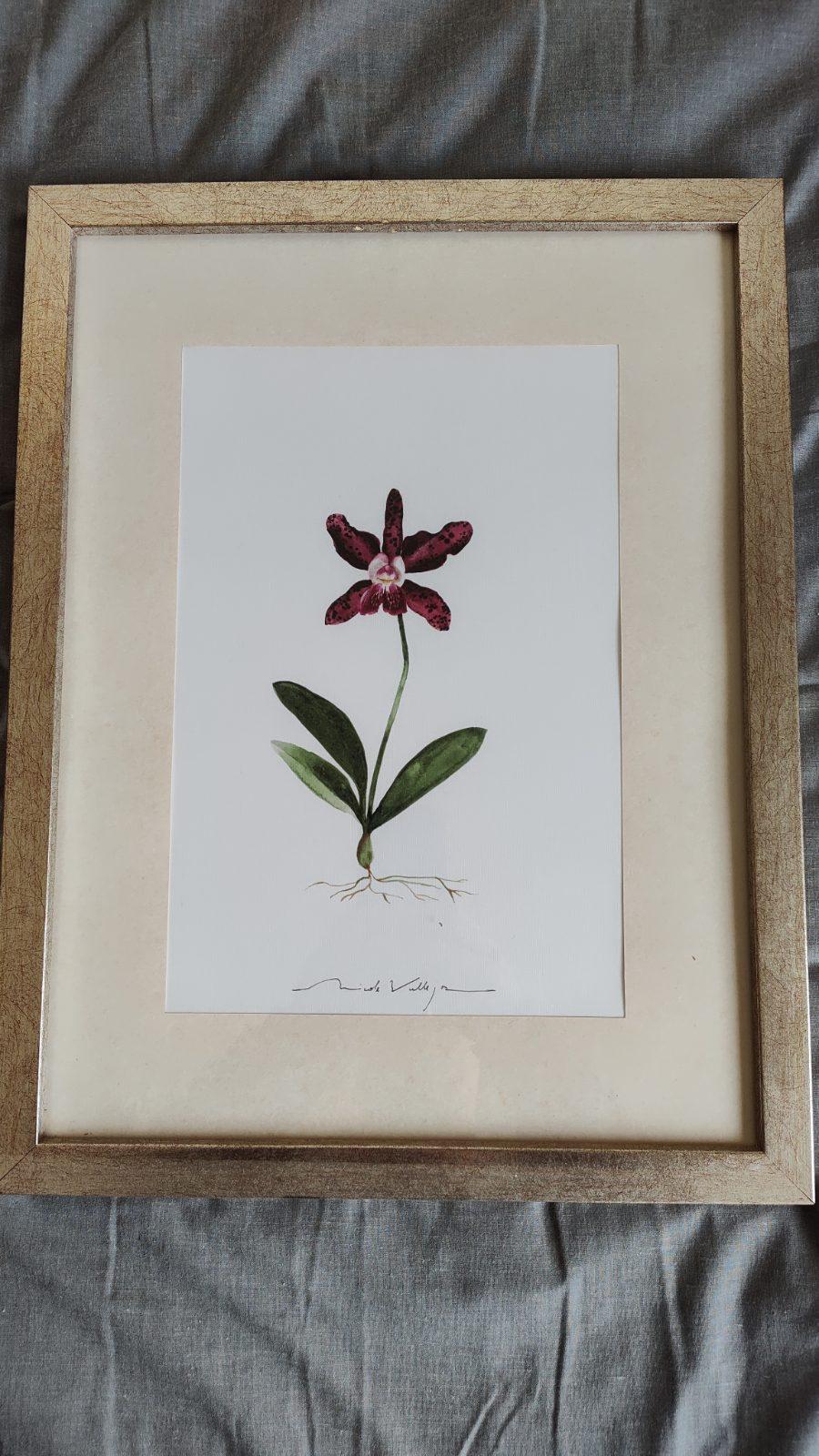 Set de 2 cuadros con ilustraciones botánicas de flores — foto 3